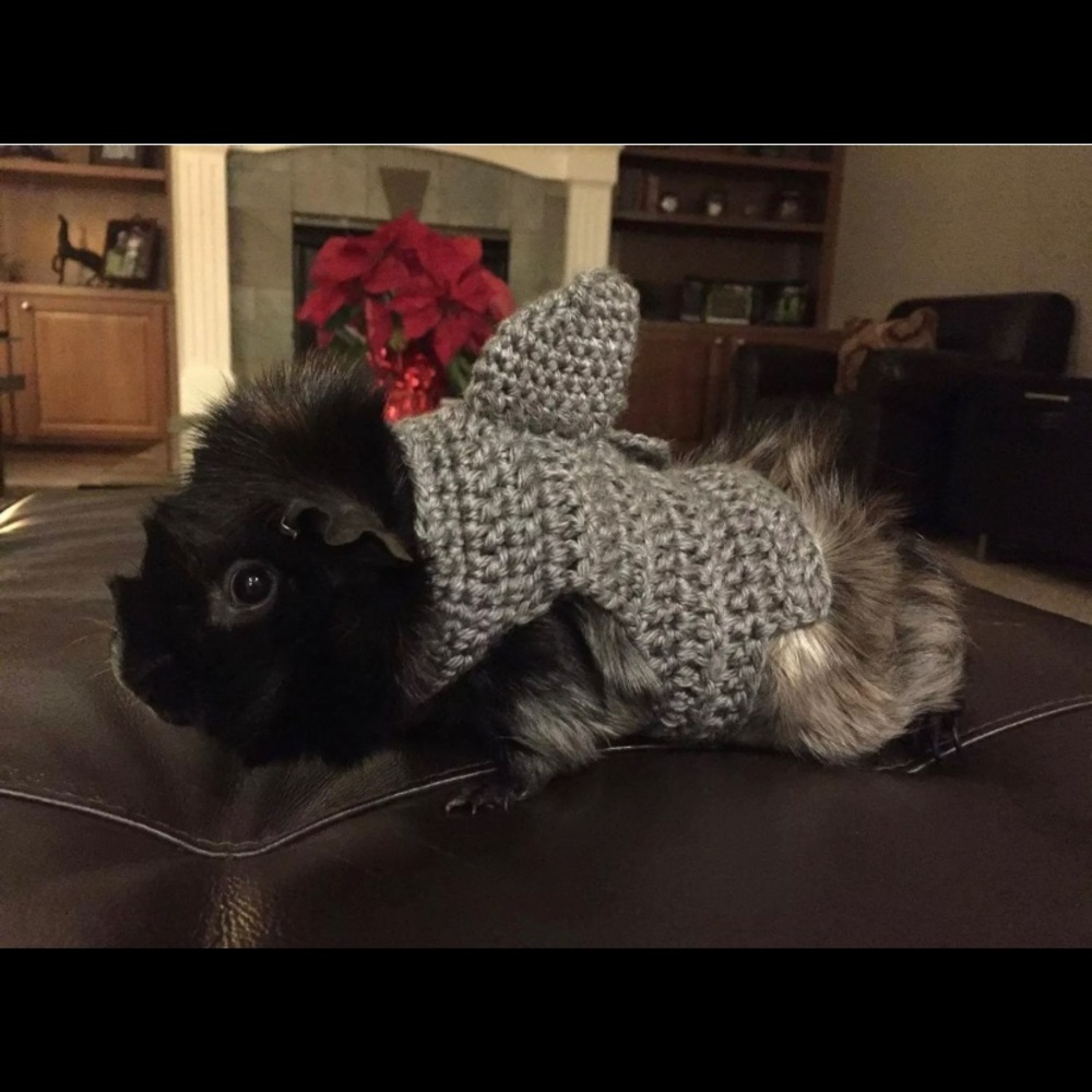 Guinea Pig Shark Costume, Skinny Pig Clothes